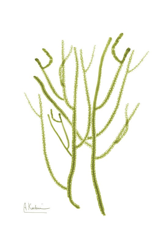 Albert Koetsier, SEA GRASS GREEN II (X-RAY)