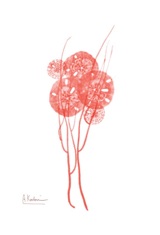 Albert Koetsier, SEA GRASS RED III (X-RAY)
