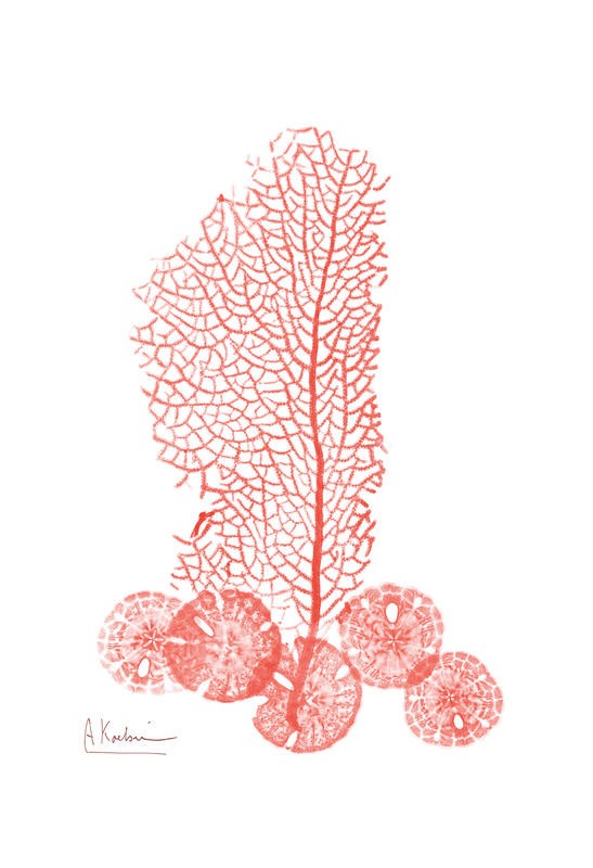 Albert Koetsier, SEA GRASS RED I (X-RAY)