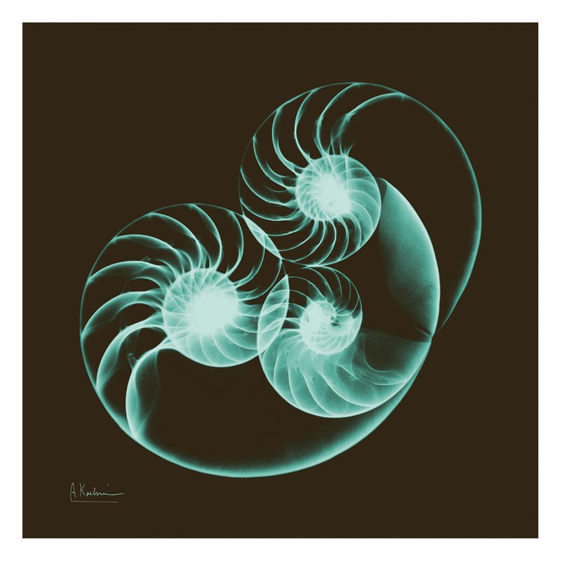Albert Koetsier, SEPIA NAUTILUS I (X-RAY)
