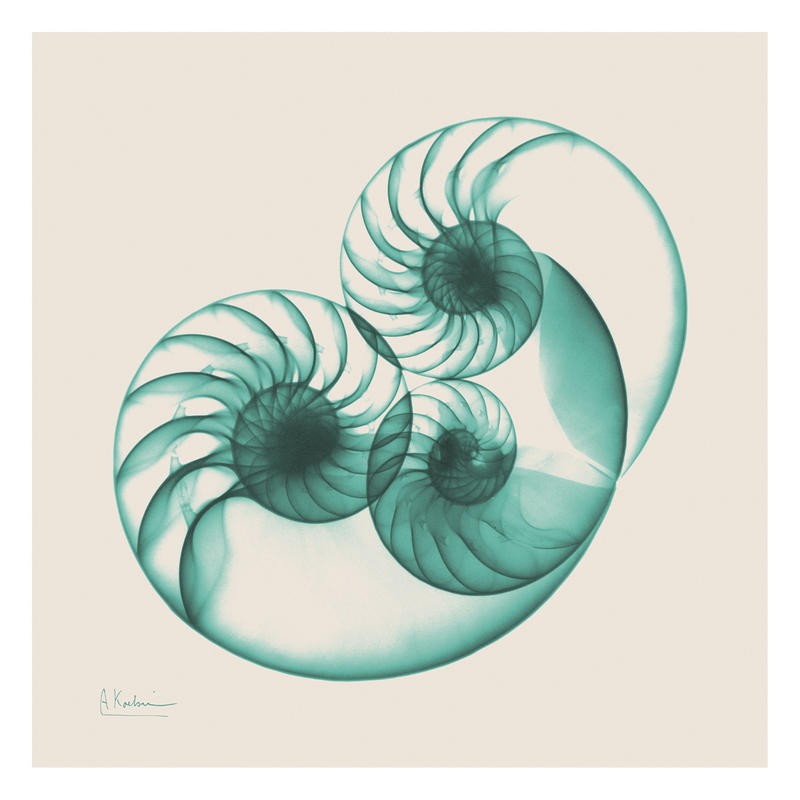 Albert Koetsier, SEPIA NAUTILUS II (X-RAY)