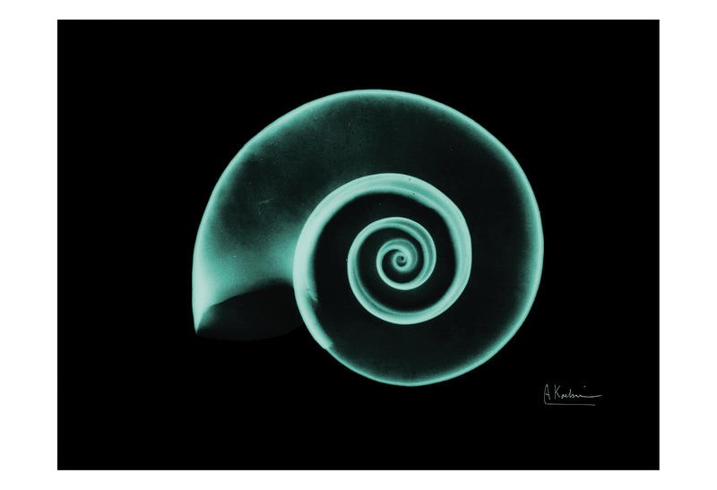 Albert Koetsier, RAMSHORN GREEN II (X-RAY)
