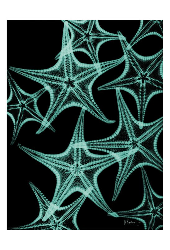 Albert Koetsier, STARFISH DUO II (X-RAY)