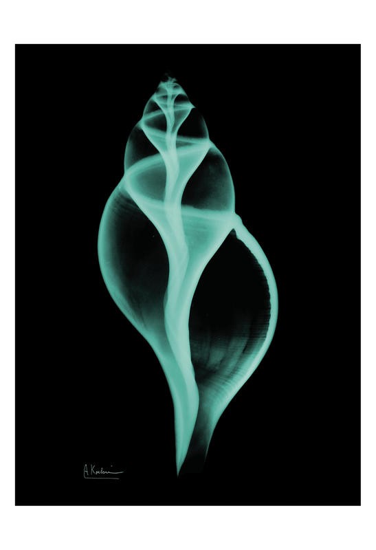 Albert Koetsier, TWO SHELLS I (X-RAY)