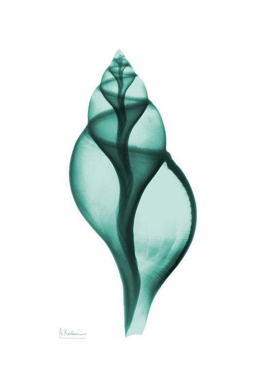 Albert Koetsier, TWO SHELLS II (X-RAY)