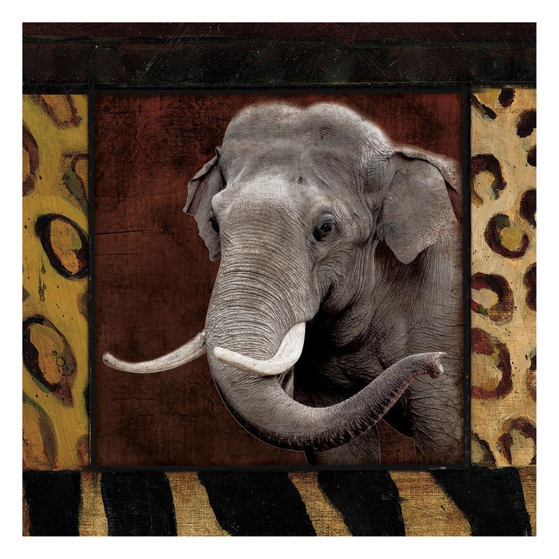 Jace Grey, BORDERED ELEPHANT (TIERE)