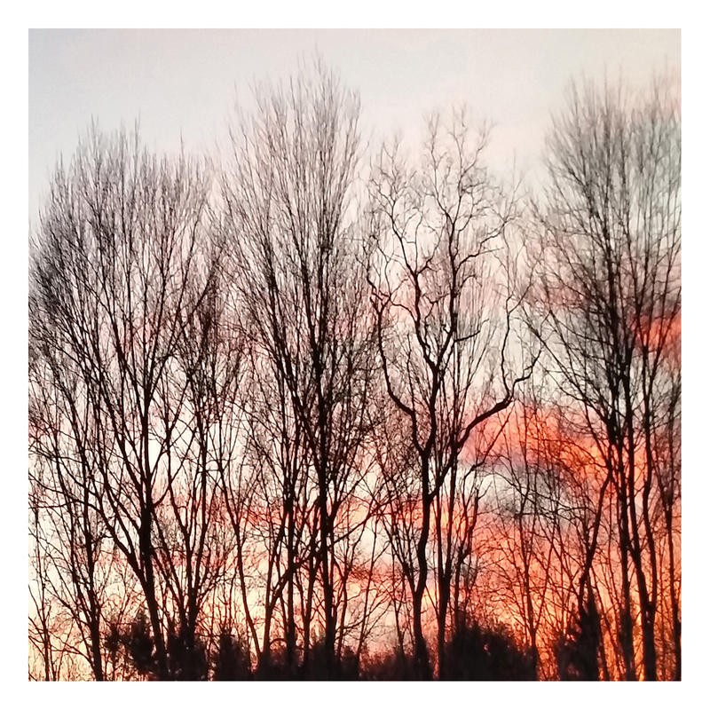 Sheldon Lewis, AFTERGLOW I (Natur, Bäume, Sonnenuntergang, Winter, Wunschgröße, Fotokunst, wunschgröße, wohnzimmer, Treppenhaus, bunt)