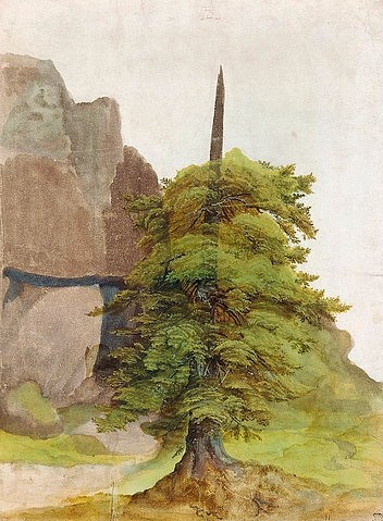 Albrecht Dürer, Baum. Um 1506 (Dürer,Albrecht,1471-1528,Wasser- und Deckfarben auf Papier,Mailand,Bibliotheca Ambrosiana,Dürer,Albrecht Dürer,Renaissance,16. Jahrhundert,Deutschland,Baum,Naturstudie,Landschaft,naturgetreu,naturalistisch,Äste,Zweige,Stamm,Baumstamm,Felsen,Laubbaum,Aquar)