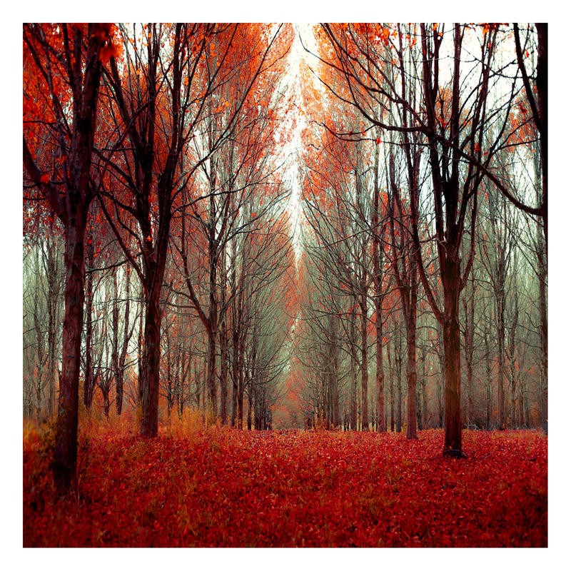 Tracey Telik, FAIRY TALE FOREST III (Park, Garten, Landschaft, Bäume, Baumreihen, rote Blätter,  Wunschgröße,   Wohnzimmer, Fotokunst,)