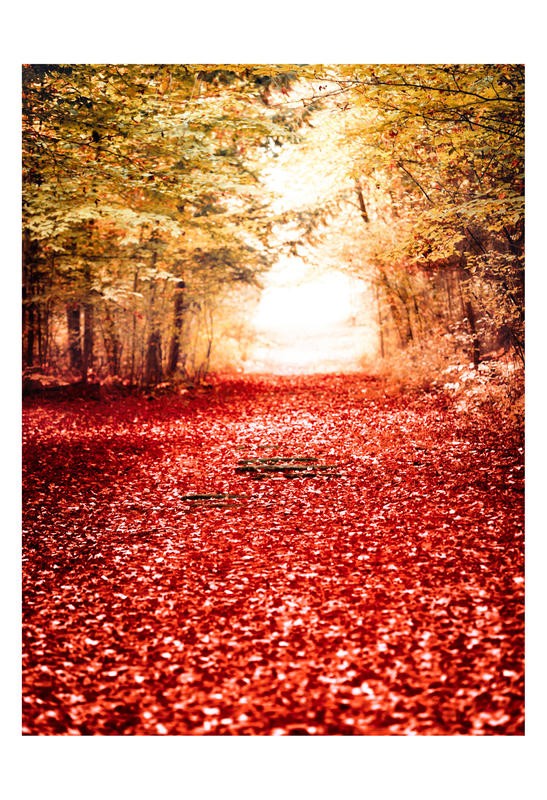 Tracey Telik, OCTOBER I (Park, Garten, Landschaft, Herbst, Bäume, rote Blätter,  Jahreszeit, Wunschgröße,   Wohnzimmer, Fotokunst,)