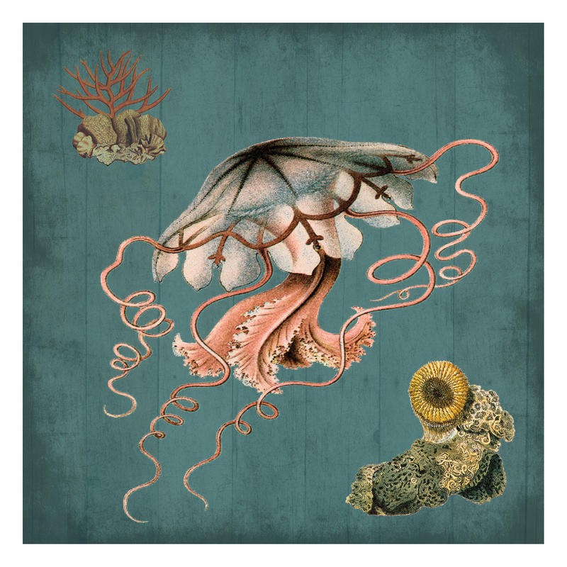 Sheldon Lewis, JELLYFISH IV (Meerestiere, Quallen, Korallen,  Grafik, Wunschgröße, Badezimmer, Treppenhaus, Wohnzimmer, bunt)