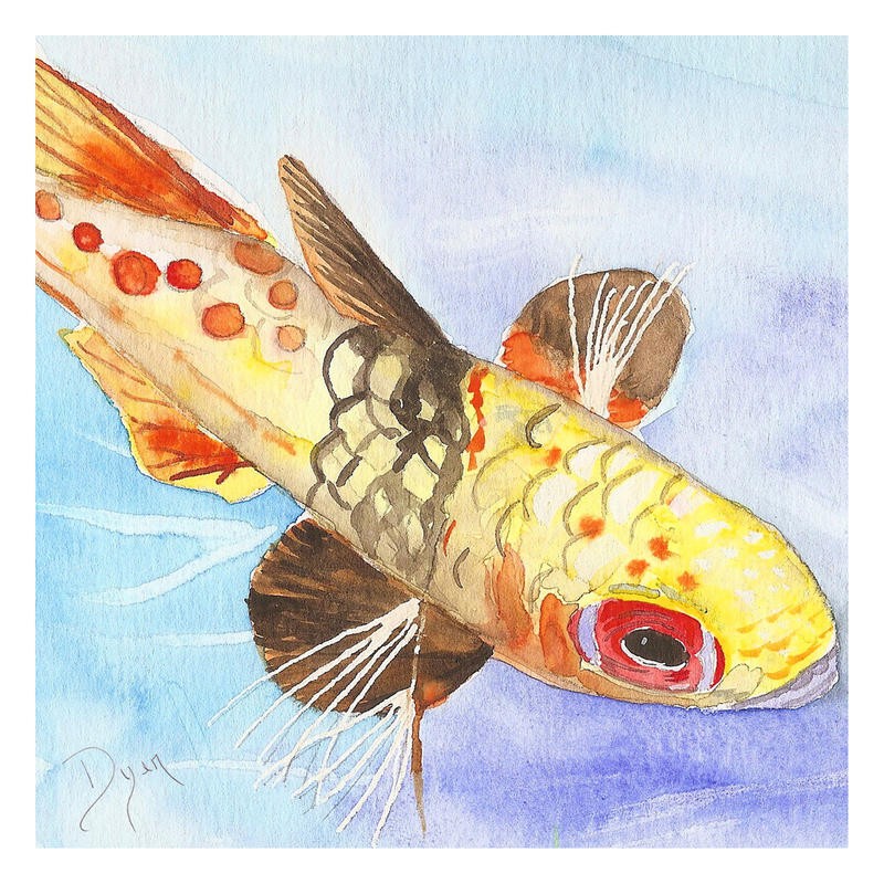Beverly Dyer, COI CARP (Fisch, Coi, Karpfen, Badezimmer, Aquarell, Wohnzimmer, Treppenhaus, Malerei, Wunschgröße, gelb)