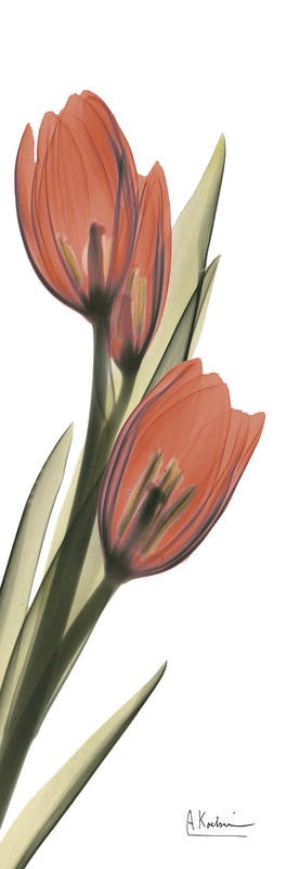 Albert Koetsier, SOFT TULIP (X-RAY)