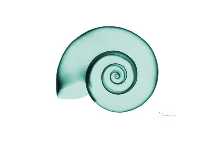 Albert Koetsier, RAMSHORN GREEN I (X-RAY)