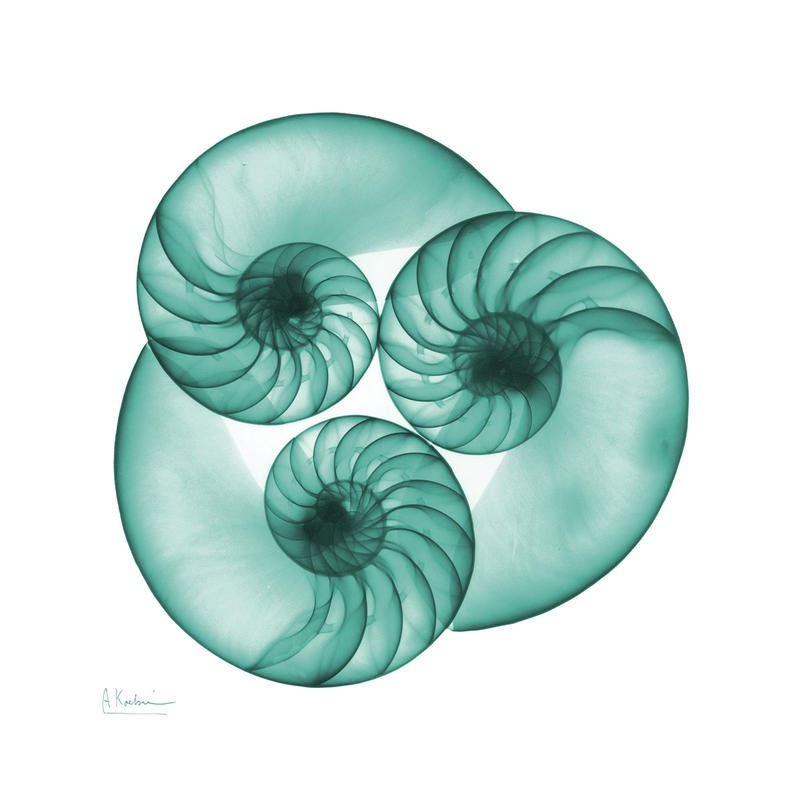 Albert Koetsier, NAUTILUS TRIO I (X-RAY)