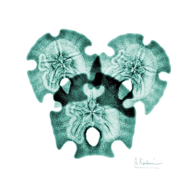 Albert Koetsier, NAUTILUS TRIO II (X-RAY)