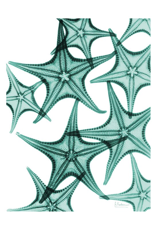 Albert Koetsier, STARFISH DUO I (X-RAY)