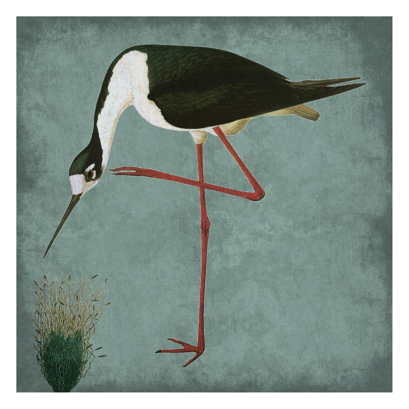 Sheldon Lewis, NATURAL BALANCE II (Stelzvogel, Vogel, Tier, Studie, Ornithologie, Wohnzimmer, Treppenhaus, Wunschgröße, schwarz/weiß/grau)