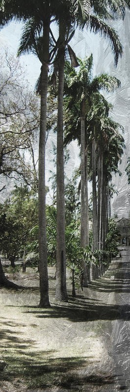 Sheldon Lewis, COCONUT PANEL I (Palmen, Kokospalmen, Bäume, Allee, Wind, Wunschgröße, Fotokunst, Wohnzimmer, Treppenhaus, bunt)