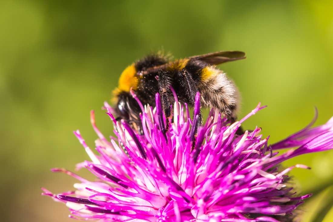 Conny Krakowski, Dicker Brummer (Biene,Hummel, Insekt, Sommer, Flügeltier, Leben,Makroaufnahme, Macro, Fotografie)