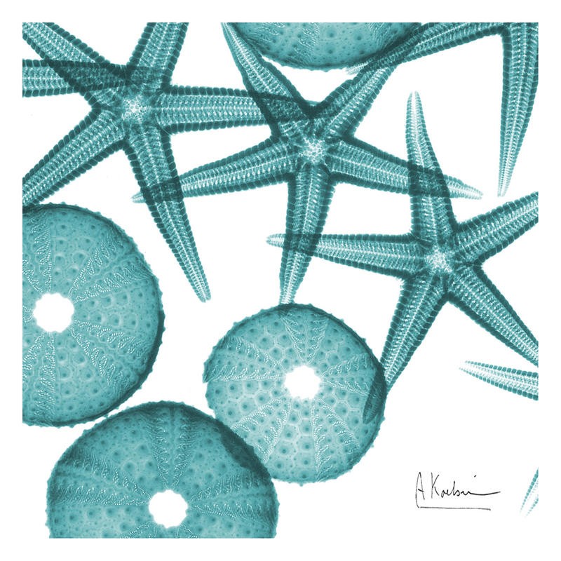 Albert Koetsier, STARFISH TURQUOISE I (X-RAY)