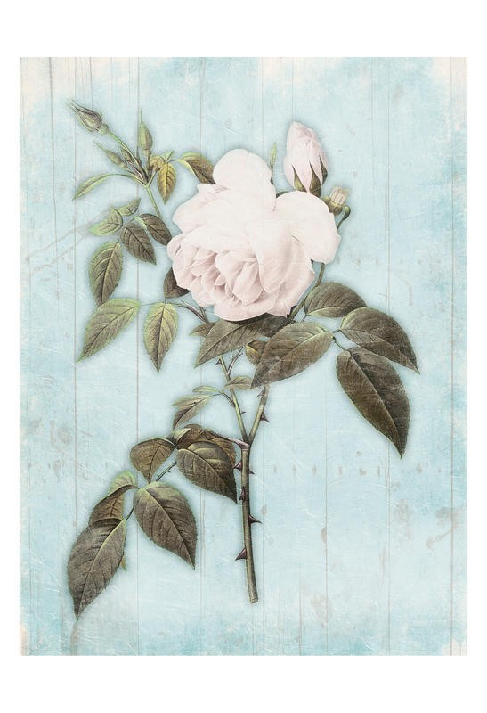 Jace Grey, LIGHT BLUE FLORAL II (BLUMEN)