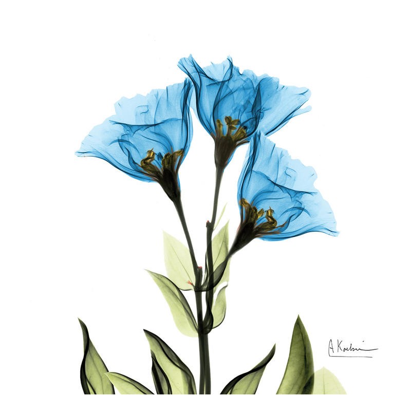 Albert Koetsier, BLUE TONE I (X-RAY)