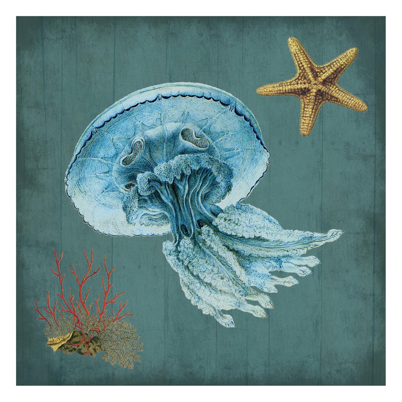 Sheldon Lewis, JELLYFISH III (Qualle, Tentakeln, Seestern, maritim, Meerestiere, Grafik, Badezimmmer, Treppenhaus, Wunschgröße, bunt)