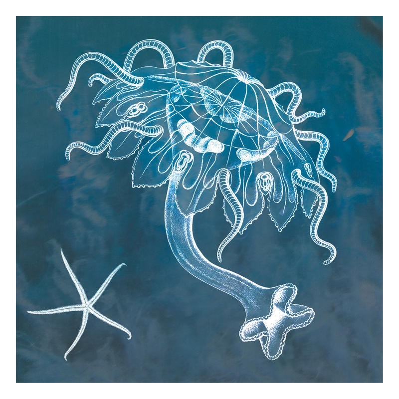 Tina Carlson, JELLY IN BLUE II (Qualle, Meerestier, Studie, Grafik, Wunschgröße, Wohnzimmer, Treppenhaus, Badezimmer, blau/beige)