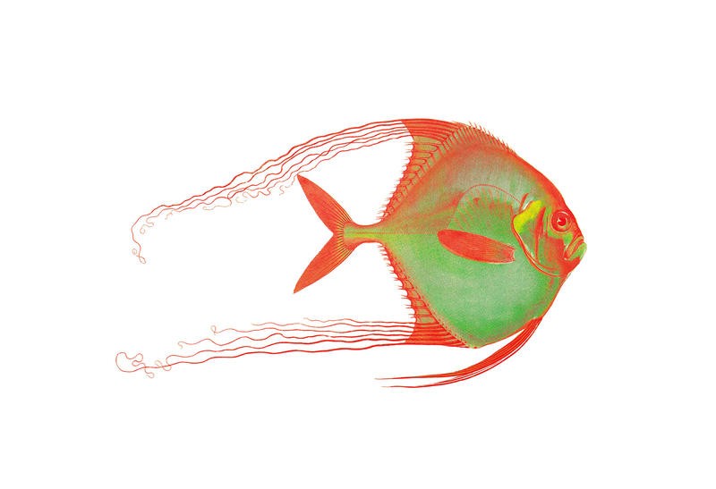 Sheldon Lewis, COLORFUL FISH III (Fisch, maritim, Meerestiere, Grafik, Badezimmmer, Treppenhaus, Wohnzimmer, Esszimmer, Wunschgröße, rot/grün)