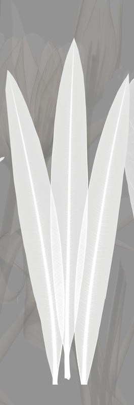 Albert Koetsier, GREY BEAUTY PANEL I (X-RAY)
