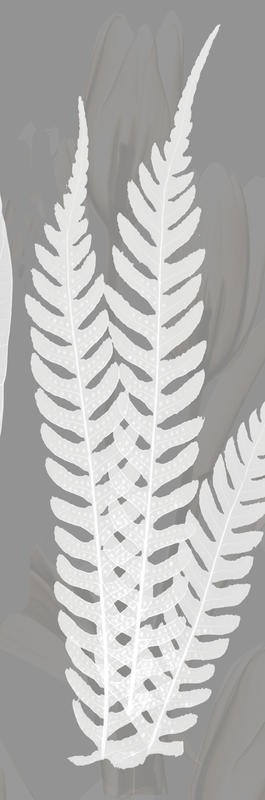 Albert Koetsier, GREY BEAUTY PANEL II (X-RAY)