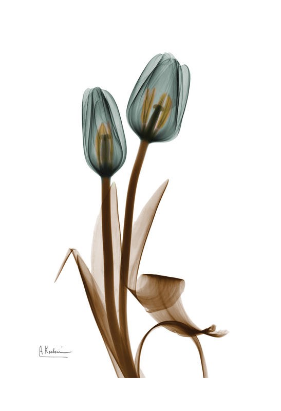 Albert Koetsier, TULIP MIX QUARTET I (X-RAY)