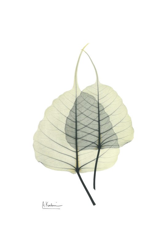 Albert Koetsier, GREEN EUCALYPTUS II (X-RAY)