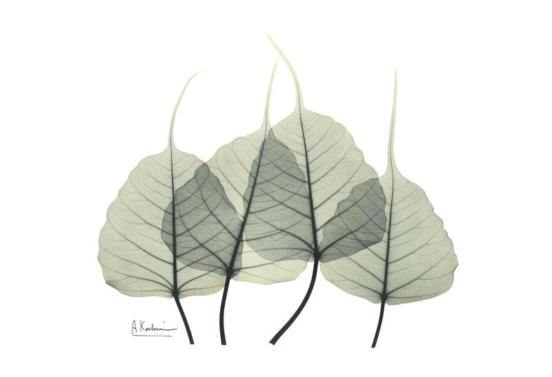 Albert Koetsier, GREEN EUCALYPTUS IV (X-RAY)