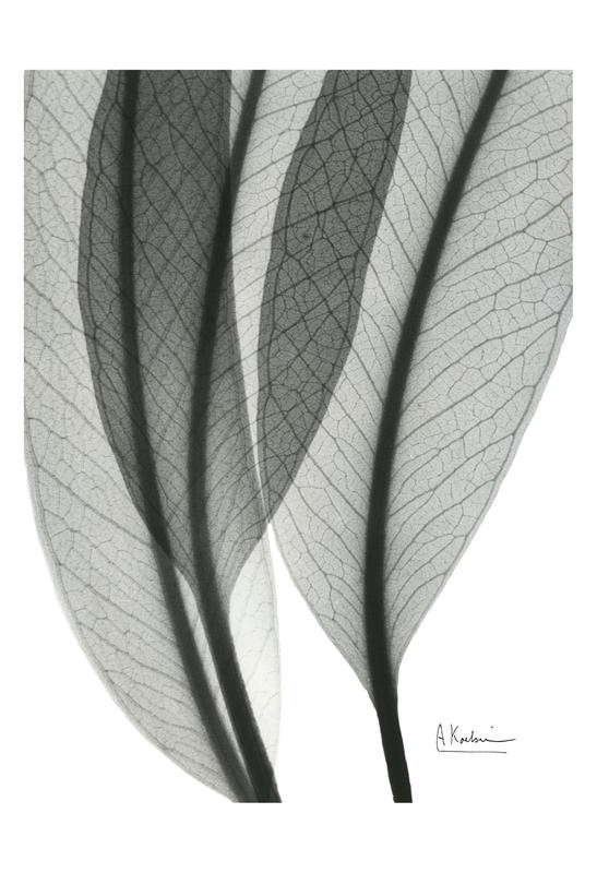 Albert Koetsier, LEAF IN BLACK I (X-RAY)