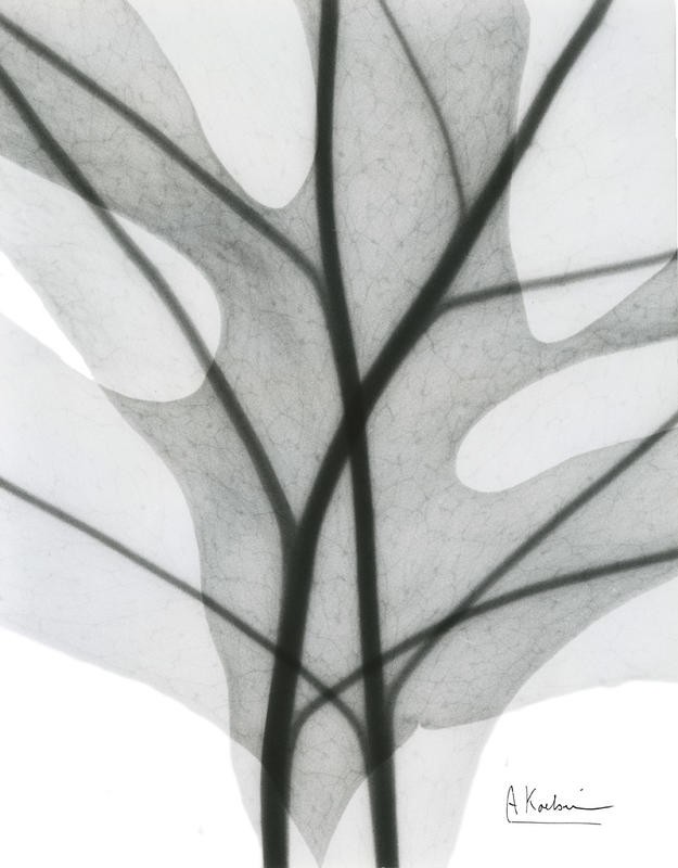 Albert Koetsier, LEAF IN BLACK II (X-RAY)