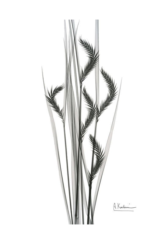 Albert Koetsier, OAT GRASS I (X-RAY)