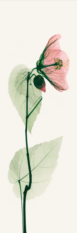 Albert Koetsier, TRIO IN PINK III (X-RAY)
