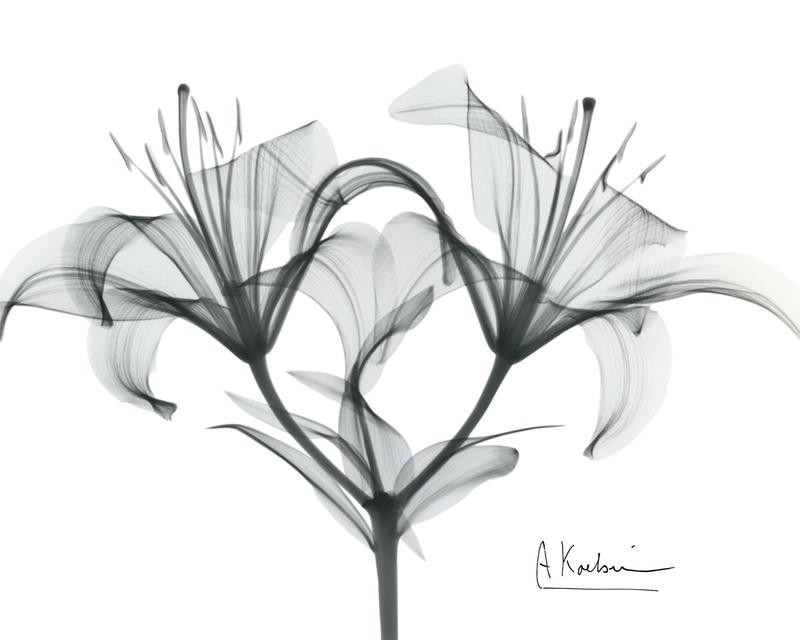 Albert Koetsier, STARBURST LILY II (X-RAY)