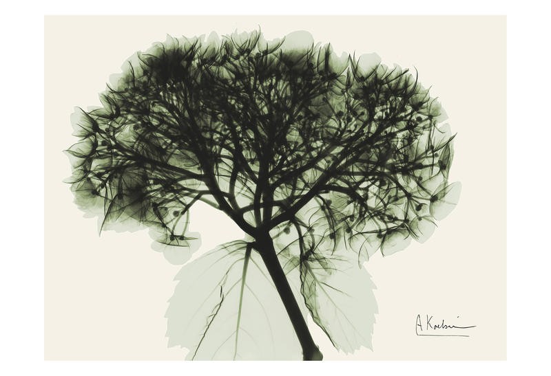 Albert Koetsier, BLOSSOM I (X-RAY)