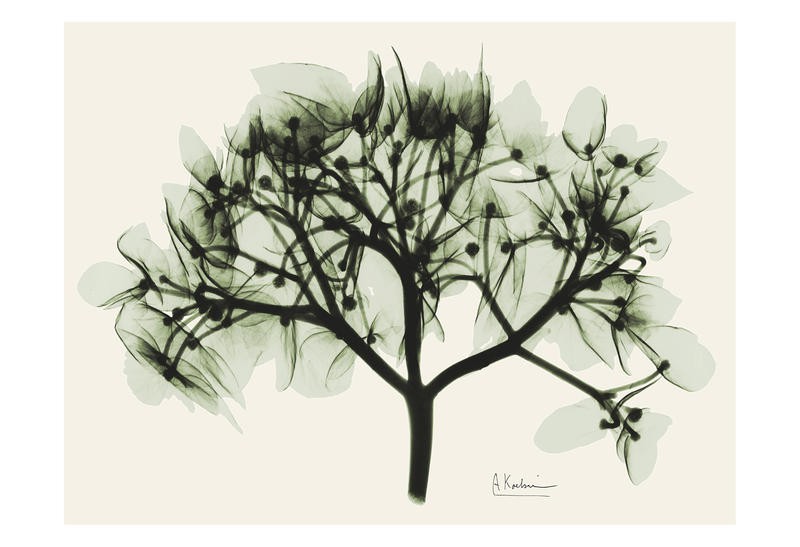 Albert Koetsier, BLOSSOM II (X-RAY)