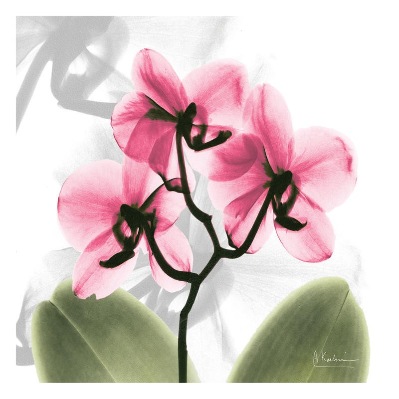 Albert Koetsier, ORCHID PINK (X-RAY)