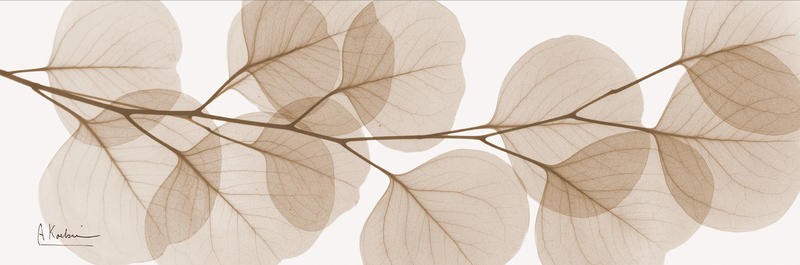 Albert Koetsier, HORIZONTAL EUCALYPTUS I (X-RAY)