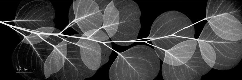 Albert Koetsier, HORIZONTAL EUCALYPTUS II (X-RAY)