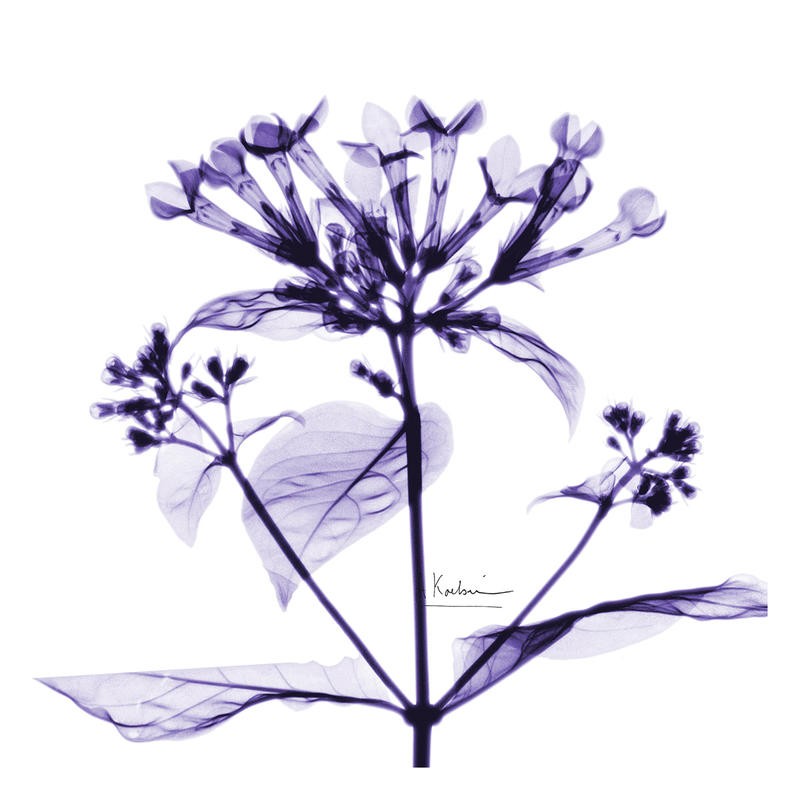 Albert Koetsier, LITTLE FLOWERS IN PURPLE IV (X-RAY)