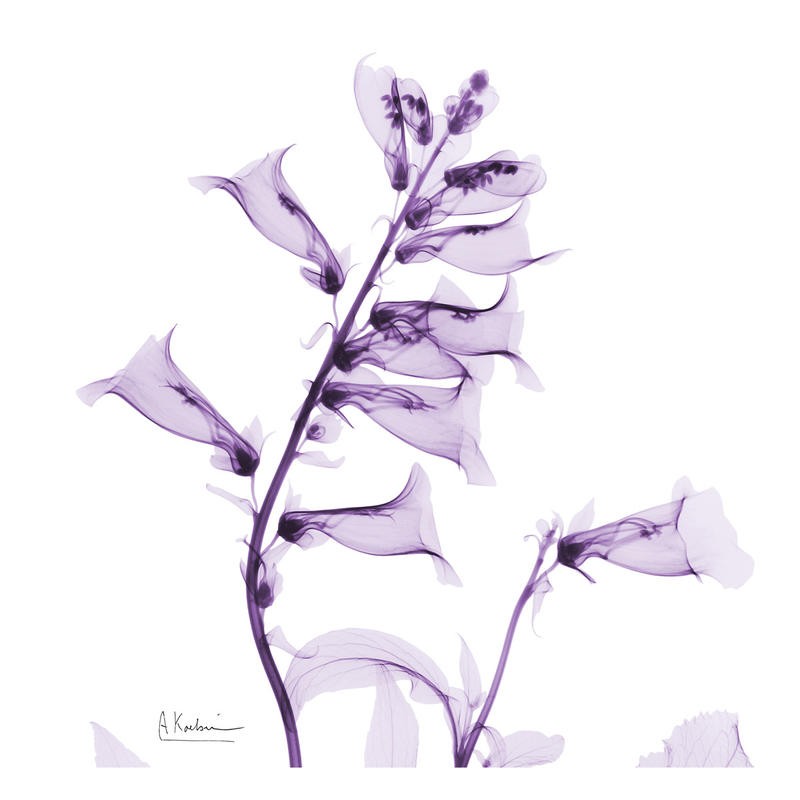 Albert Koetsier, FLOWERS IN PURPLE V (X-RAY)