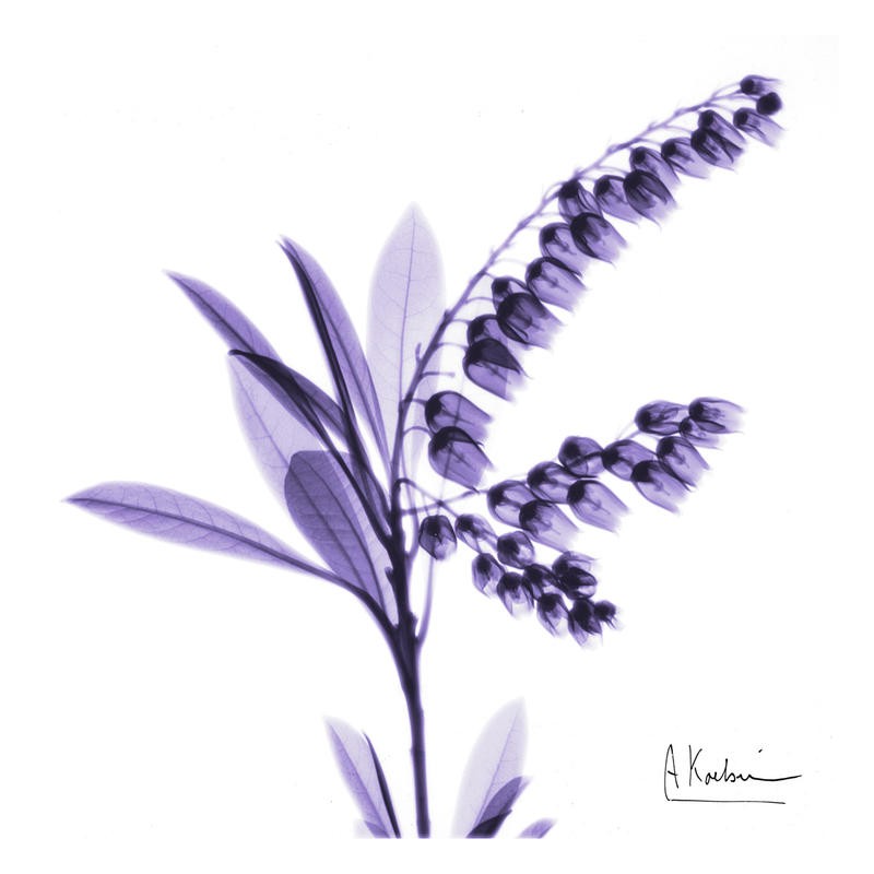 Albert Koetsier, LITTLE FLOWERS IN PURPLE II (X-RAY)