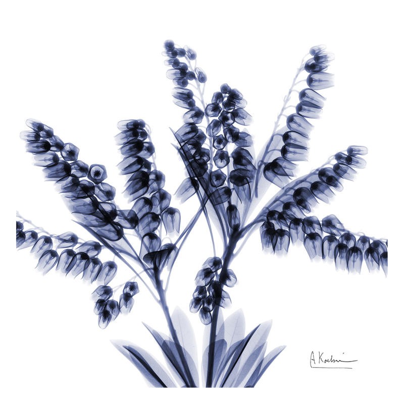 Albert Koetsier, LITTLE FLOWERS IN PURPLE III (X-RAY)