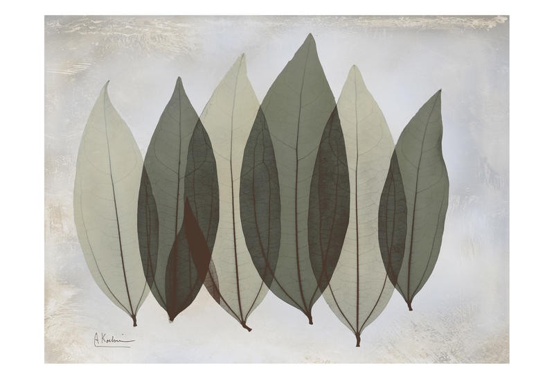 Albert Koetsier, GRAY LEAF I (X-RAY)